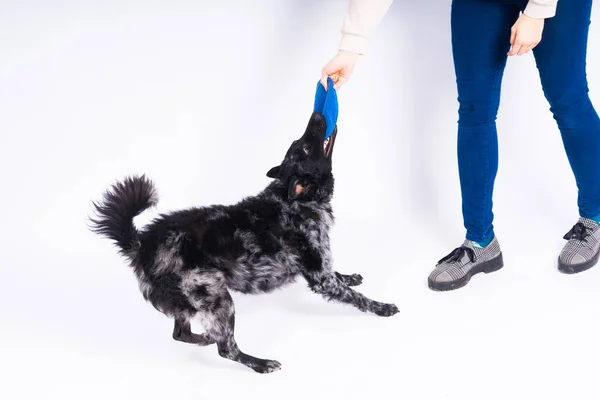 Eine Verspielte Mudi Hunderasse Die Mit Ihren Zähnen Ein Blaues — Stockfoto