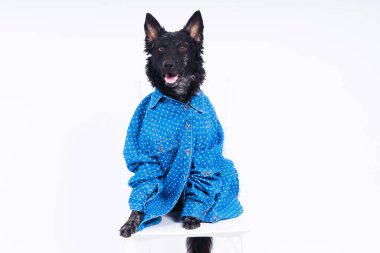 Köpek, Mudi, gömlek giyiyor, stüdyoda beyaz bir arka planda izole edilmiş.