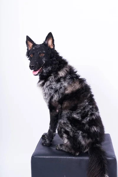 Mudi Musta Koira Istuu Tuolilla Sisustus — kuvapankkivalokuva