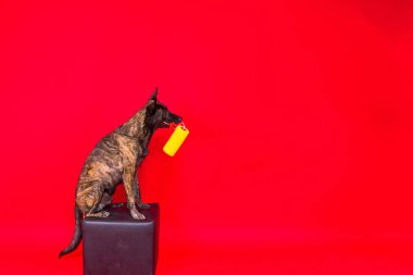 Köpek Dutch Shepherd kırmızı bir odada boya silindiriyle oynuyor. Yenileme konsepti