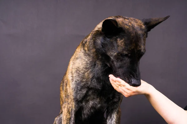 人間と犬の友情 餌やり 手を取り合う — ストック写真