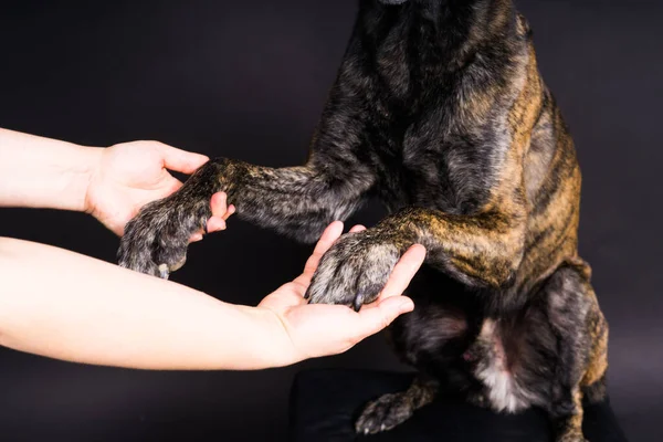 Amizade Entre Humanos Cães Alimentação Pegar Uma Pata Mão — Fotografia de Stock