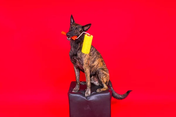 stock image Dog dutch shepherd playing with paint roller in a red room. Renovation concept