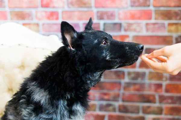 Man Holds Dogs Paw Love Feeding Mudi Dog Brick Background — Fotografia de Stock
