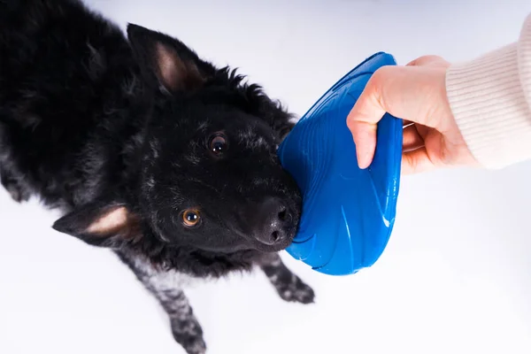 Cão Raça Mudi Brincalhão Pegando Frisbee Azul Com Dentes — Fotografia de Stock