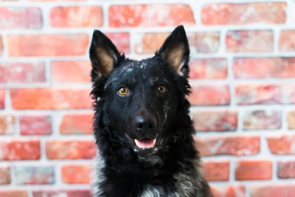 Zwart Krullend Hond Closeup Portret Een Studio Poseren Glimlachen — Stockfoto