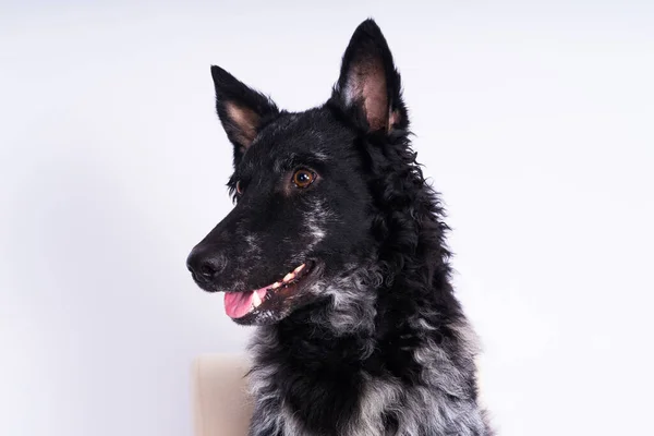Schwarz Gelockte Hund Nahaufnahme Porträt Einem Studio Posiert Lächelt — Stockfoto