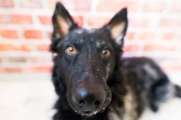 Czarny Kręcone Pies Zbliżenie Portret Studio Pozowanie Uśmiech — Zdjęcie stockowe