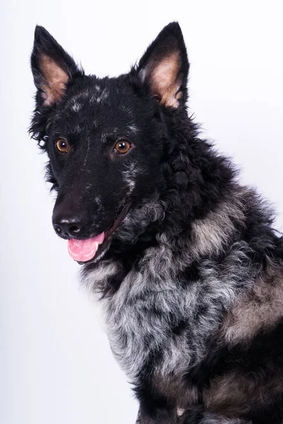 Siyah Kıvırcık Köpek Bir Stüdyoda Yakın Çekim Portresi Poz Veriyor — Stok fotoğraf