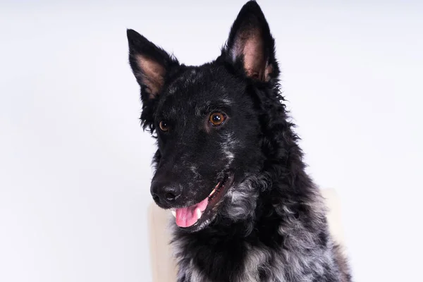 スタジオで黒い犬のクローズアップの肖像画 ポーズ — ストック写真