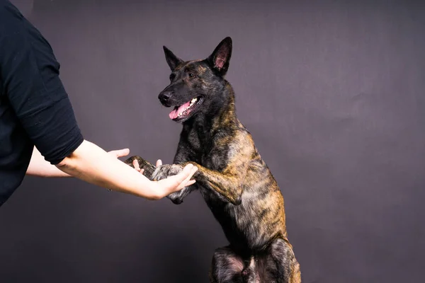 Friendship Human Dog Feeding Taking Paw Hand — Stock Photo, Image