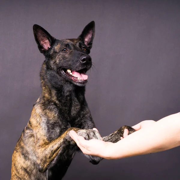 Friendship Human Dog Feeding Taking Paw Hand — Stock Photo, Image