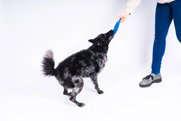 Mudi Dog Mit Frisbee Disc Von Der Seite Studio Weißer — Stockfoto