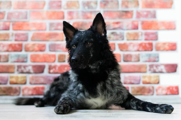 Czarny Biały Pies Tylnej Ceglanej Ścianie Błoto Ujęcie Studyjne — Zdjęcie stockowe