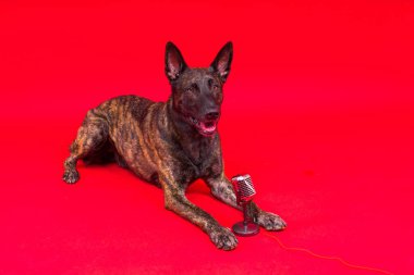Şarkı söyleyen şirin köpek Dutch Shepherd stüdyoda kırmızı arka planda