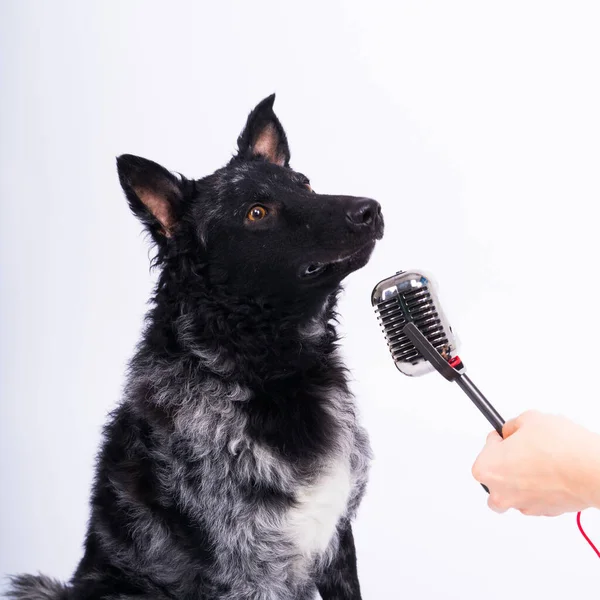 Mudi Cão Com Microfone Fundo Estúdio Branco — Fotografia de Stock
