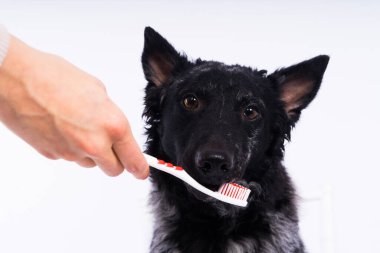 Köpeklerin dişlerini fırçalamak. Erkek el, hayvan diş fırçasını tutuyor. Hayvan hijyeni kavramı.