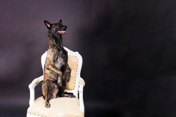 Dutch shepherd dog sitting in a chair in a studio