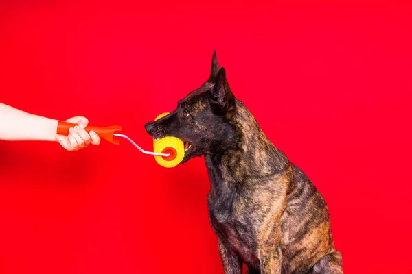 Construtor Cães Está Segurando Escova Rolo Fundo Amarelo Vermelho Isolado — Fotografia de Stock