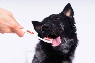 Köpeklerin dişlerini fırçalamak. Erkek el, hayvan diş fırçasını tutuyor. Hayvan hijyeni kavramı.