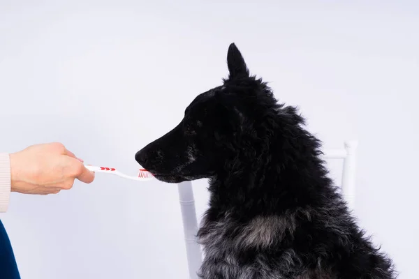 Brushing dogs teeth. Male hand holds animal toothbrush. Pet hygiene concept.