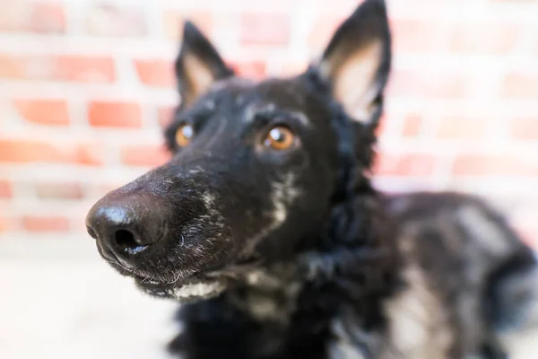 Μαύρο Σγουρό Σκυλάκι Κοντινό Πορτραίτο Στούντιο Ποζάρει Χαμογελάει — Φωτογραφία Αρχείου