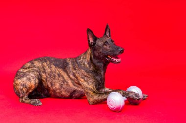 Hollanda çobanı kırmızı ve sarı arkaplanda dambıl tutuyor