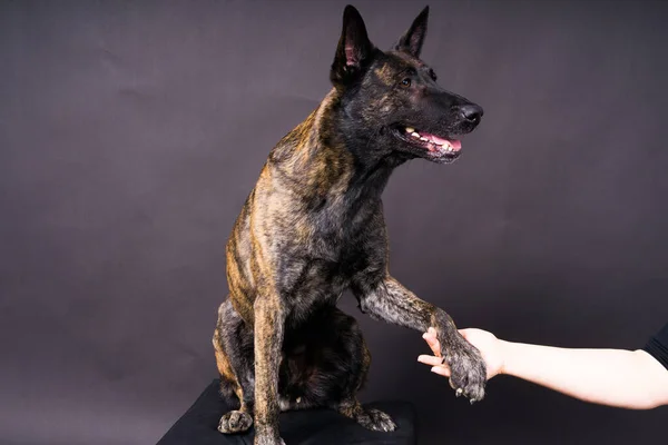 人間と犬の友情 餌やり 手を取り合う — ストック写真