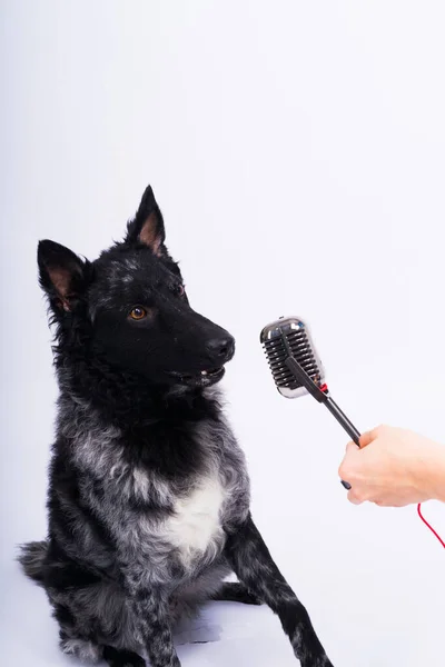 Beatiful Mudi Dog Singing Microphone Studio Ehite Background — Fotografia de Stock