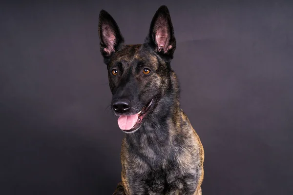 Dutch Shepherd Puppy Dog portrait in a studio closeup, dark background