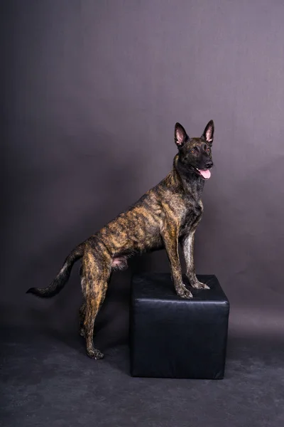 オランダの羊飼い子犬犬の肖像画でスタジオのクローズアップ 暗い背景 — ストック写真