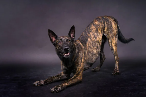 オランダの羊飼い子犬犬の肖像画でスタジオのクローズアップ 暗い背景 — ストック写真
