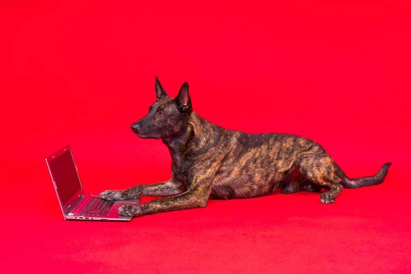 A bossy looking dog Dutch shepherd at computer. Concept of a strict manager, office related humor