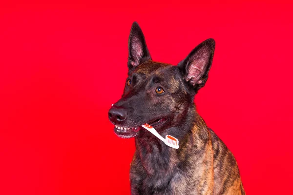 オランダの羊飼い犬保持歯ブラシで彼の歯の上にきれいな赤黄色の背景 — ストック写真