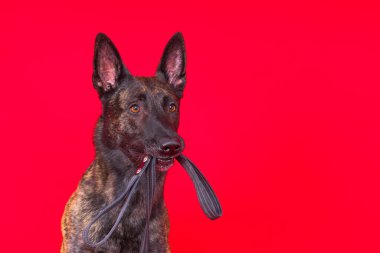 Hollandalı çoban köpeği ve tasması, stüdyo çekimi.