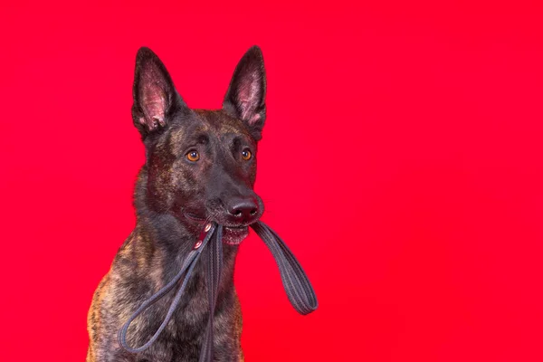 オランダの羊飼いの犬と歯にひも スタジオショット — ストック写真