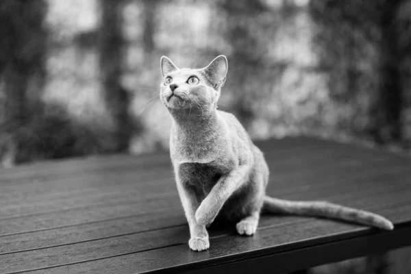Britisch Kurzhaar Blaue Katze Liegend Und Sitzend Auf Einem Holztisch — Stockfoto
