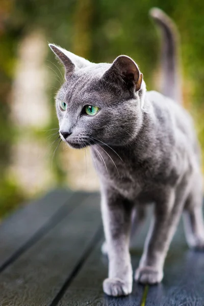 Британская Короткошерстная Синяя Кошка Лежит Сидит Деревянном Столе Зеленом Саду — стоковое фото