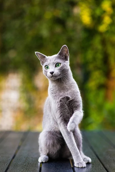 Söpö Sininen Kissa Istuu Makaa Rentouttava Pöydällä Puutarhassa — kuvapankkivalokuva