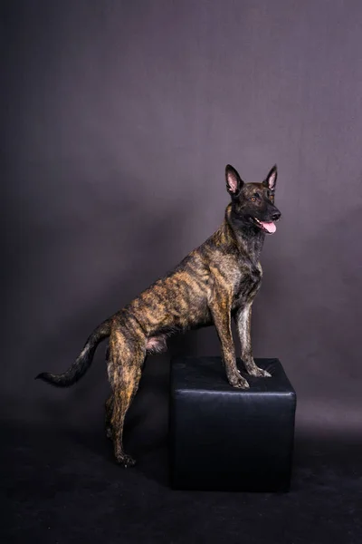 Studioaufnahme Eines Entzückenden Mischlingshundes Auf Schwarzem Hintergrund — Stockfoto
