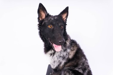 Tuğla ve beyaz arka planda Mudi çobanı