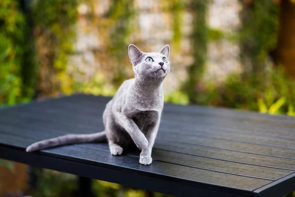 British Playful Cat Table Outdoors Gaze Home Pet Healthy Lifestyle — Stock Photo, Image