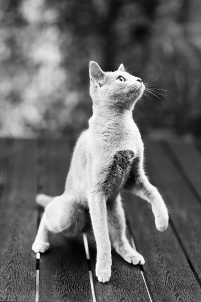 Britská Hravá Kočka Stole Venku Gaze Domácí Mazlíček Zdravý Životní — Stock fotografie