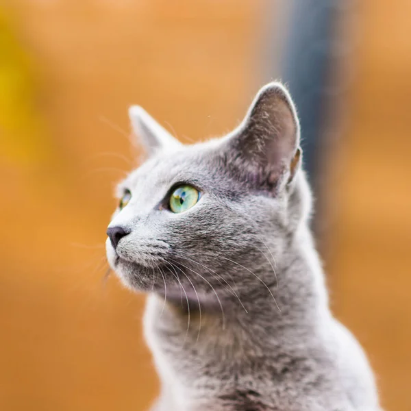 Британская Игривая Кошка Открытом Воздухе Взгляд Домашнее Животное Концепция Здорового — стоковое фото
