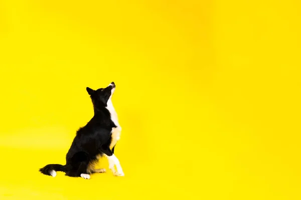 Happy Black Dog Border Collie Portrait Yellow Red Background — Stock Photo, Image