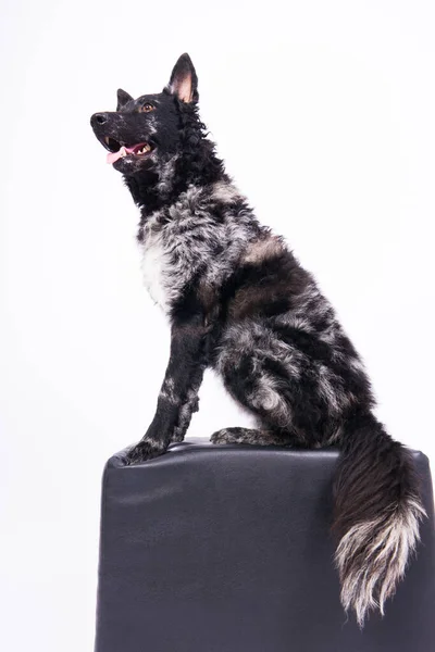 黒のムディ犬は素晴らしい表情のカメラを見て スタジオショット — ストック写真