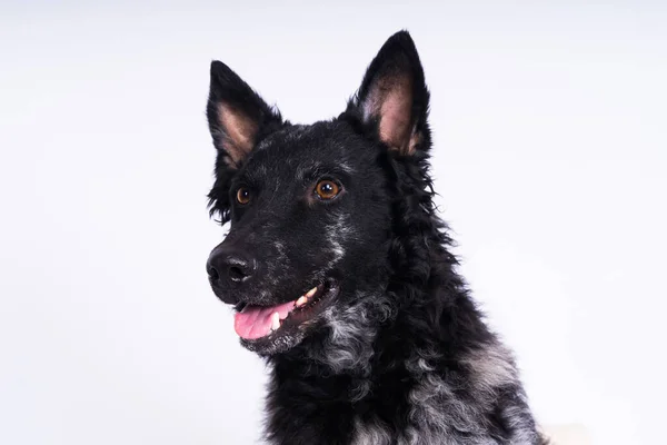 Schwarzer Schlammhund Blickt Mit Erstaunlichem Gesichtsausdruck Eine Kamera Studioaufnahme — Stockfoto