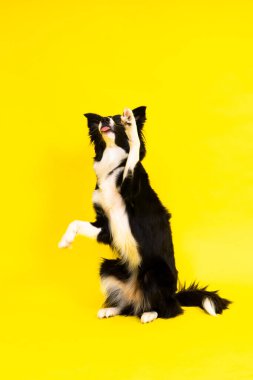 Sınır Collie köpeği, 1-2 yaşlarında, sarı ve kırmızı arka planda duruyor.