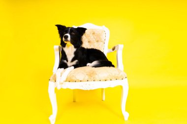 Sınır Collie köpeği, 1-2 yaşlarında, sarı ve kırmızı arka planda duruyor.