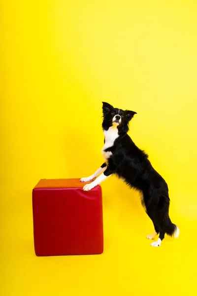 Border Collie Dog Years Old Standing Yellow Red Backgrounds — Stock Photo, Image